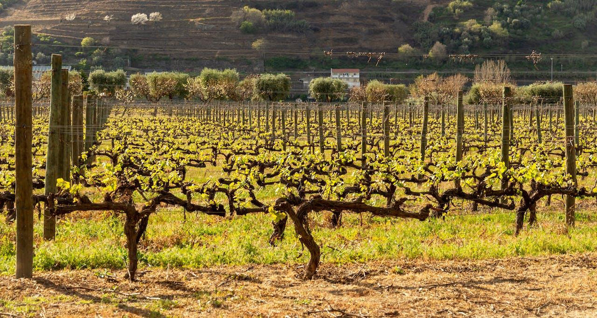 La fiesta de la cosecha - Wine.com.mx