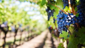 Mendoza a la vanguardia: pioneros en inclusión - Wine.com.mx