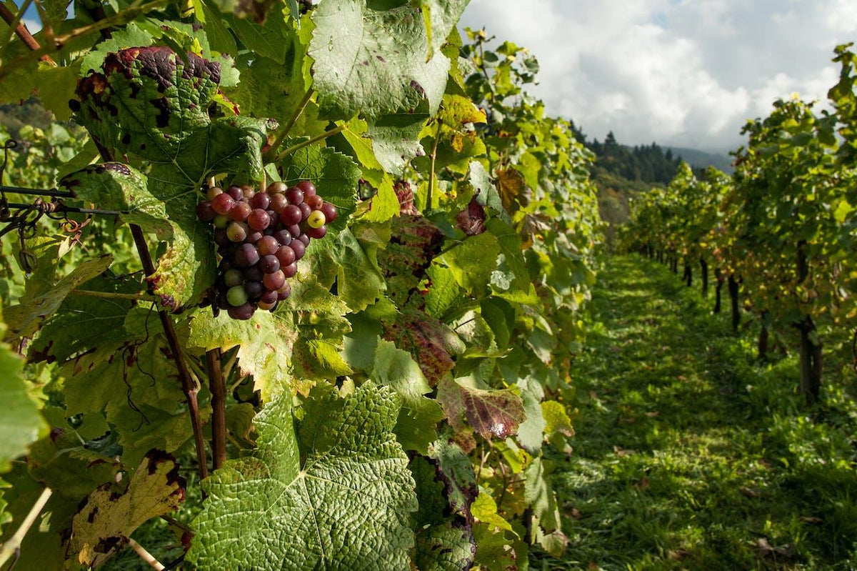 Vinos imposibles: regiones no tradicionales entran en el mapa - Wine.com.mx